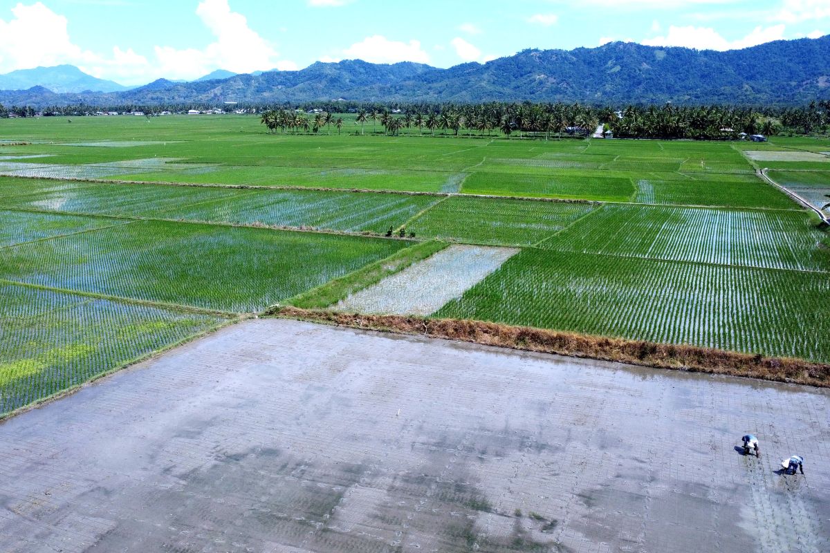 You are currently viewing Di Kabupaten Gorontalo, petani memanen padi dengan perahu.